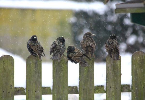 Etourneaux sansonnets (Sturnus vulgaris) et neige © Joël Huet